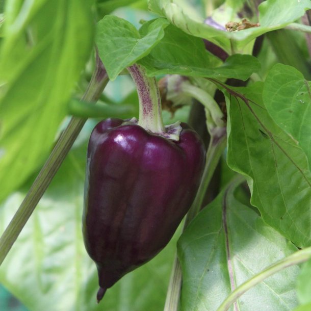 Chili <br>'Gusto Purple' F1 <br><i>Capsicum annuum</i>
