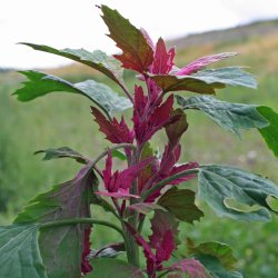 Trspinat <br><i>Chenopodium <br>giganteum</i>
