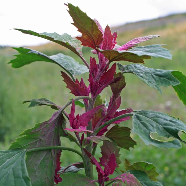 Trspinat <br><i>Chenopodium <br>giganteum</i>