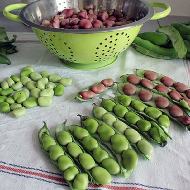 Valsk bnne, hestebnne<br>'Karmazyn'<br><i>Vicia faba </i>