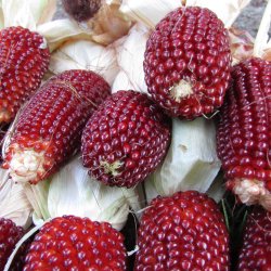 Majs, <br>Jordbr- <br><i>Zea mays var. gracillima</i>