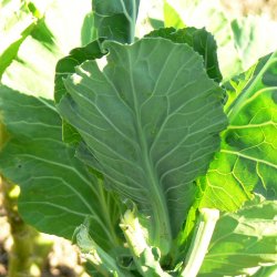 Bladkl, <br>Couve Galega <br><i>Brassica oleracea</i>