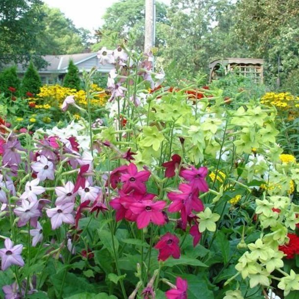 Tobak, Purpur- <br>'Perfume Mix' F1 <br><i>Nicotiana x sanderae</i>