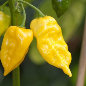 Chili <br>'Hot Lemon' <br><i>Capsicum annuum</i>