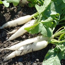 Radise <br>'Icicle' <br><i>Raphanus sativus</i>