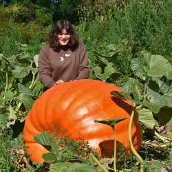 Grskar <br>'Atlantic Giant' <br><i>Cucurbita maxima</i>