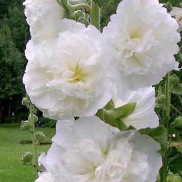 Stokrose <br>'Chater White'<br><i>Alcea rosea</i>