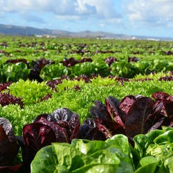 Salat <br>'Mix' <br><i>Lactuca sativa</i>