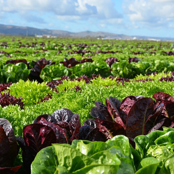 Salat <br>'Mix' <br><i>Lactuca sativa</i>