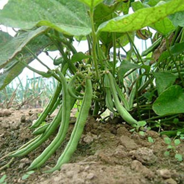 Bnne <br>'Bon Bon'<br><i>Phaseolus vulgaris</i>