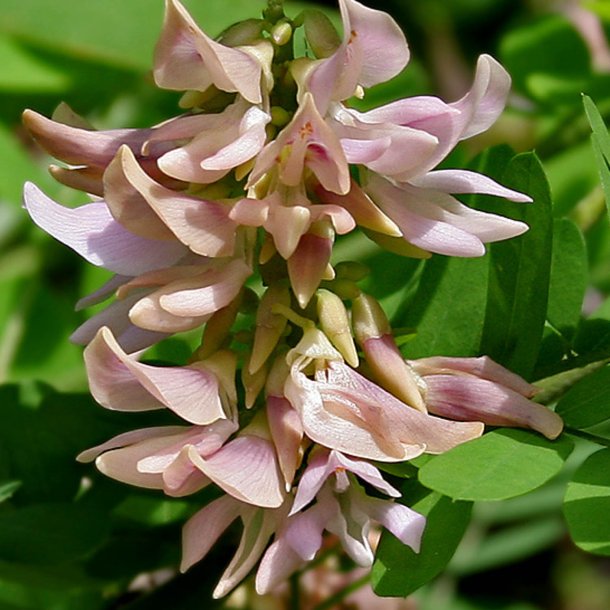 Paternoster-<br>bnne <br><i>Abrus precatorius</i>