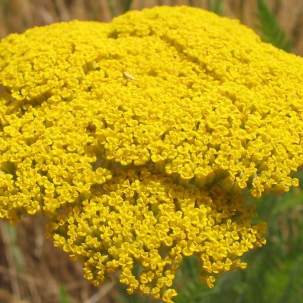 Rllike, <br>Pragt- <br><i>Achillea filipendulina </i>
