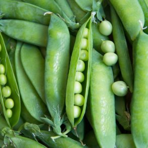 rt, Marv- <br>'British Wonder' <br><i>Pisum sativum var. sativum</i>