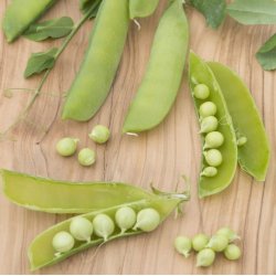 rt, Marv- <br>'British Wonder' <br><i>Pisum sativum var. sativum</i>