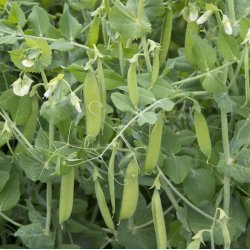 rt, Marv- <br>'British Wonder' <br><i>Pisum sativum var. sativum</i>