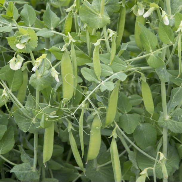 rt, Marv- <br>'British Wonder' <br><i>Pisum sativum var. sativum</i>