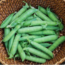 rt, Marv- <br>'British Wonder' <br><i>Pisum sativum var. sativum</i>