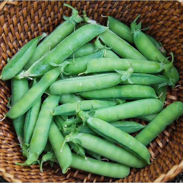 rt, Marv- <br>'British Wonder' <br><i>Pisum sativum var. sativum</i>