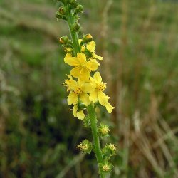 Agermne, <br>Almindelig <br><i>Agrimonia eupatoria</i>
