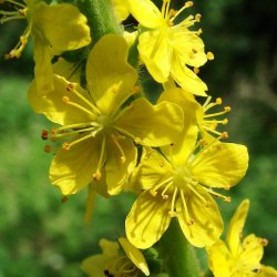 Agermne, <br>Almindelig <br><i>Agrimonia eupatoria</i>