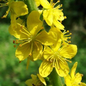 Agermne, <br>Almindelig <br><i>Agrimonia eupatoria</i>