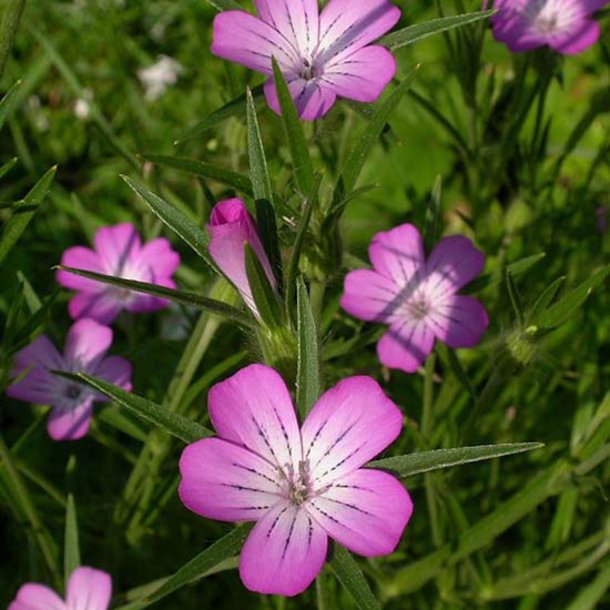 Klinte <br><i>Agrostemma githago </i><br><br>