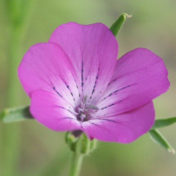 Klinte <br><i>Agrostemma githago </i><br><br>