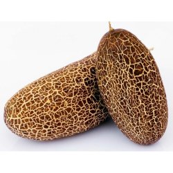 Agurk, Sikkim- <br><i>Cucumis sativus L. var sikkimensis </i>