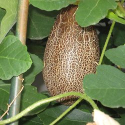 Agurk, Sikkim- <br><i>Cucumis sativus L. var sikkimensis </i>