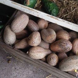 Agurk, Sikkim- <br><i>Cucumis sativus L. var sikkimensis </i>