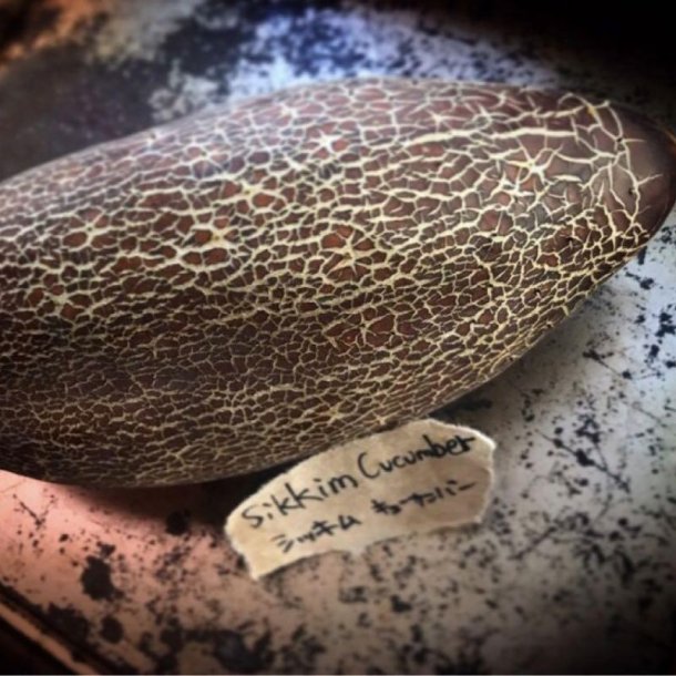 Agurk, Sikkim- <br><i>Cucumis sativus L. var sikkimensis </i>