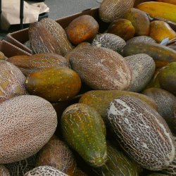 Agurk, Sikkim- <br><i>Cucumis sativus L. var sikkimensis </i>