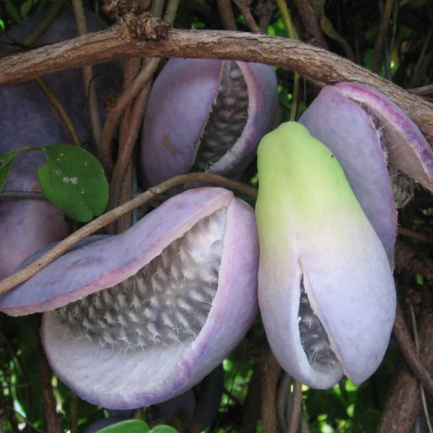 Akebia, <br>Chokoladeranke <br><i>Akebia quinata</i>