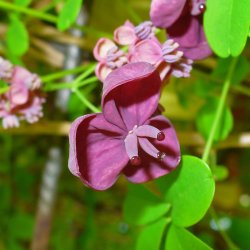 Akebia, <br>Chokoladeranke <br><i>Akebia quinata</i>