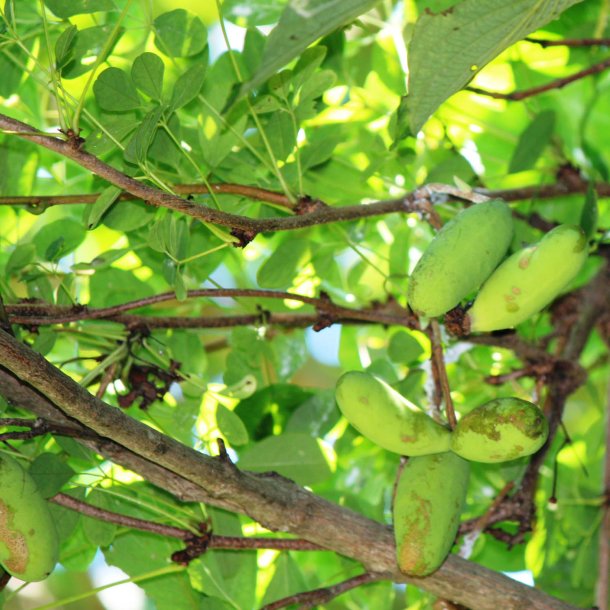 Akebia, <br>Chokoladeranke <br><i>Akebia quinata</i>