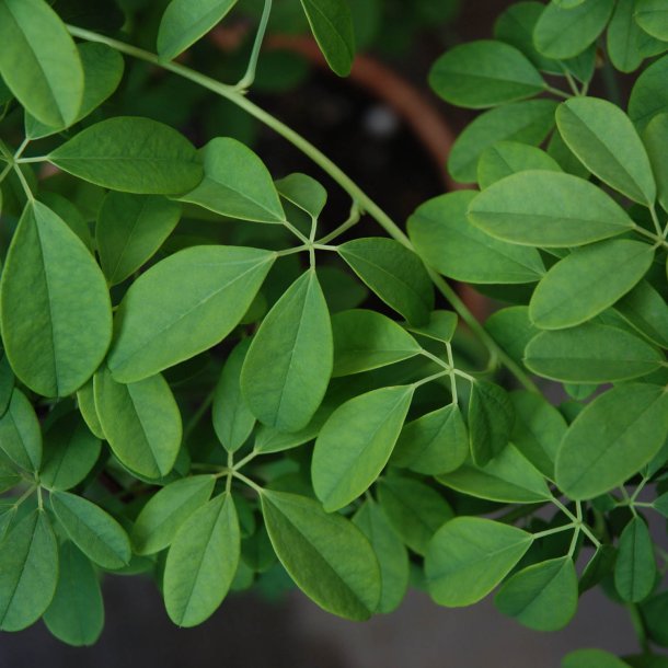 Akebia, <br>Chokoladeranke <br><i>Akebia quinata</i>