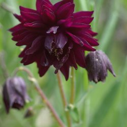 Akeleje <br>'Barlow Black' <br><i>Aquilegia vulgaris</i>