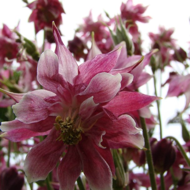 Akeleje <br>'Barlow Nora' <br><i>Aquilegia vulgaris</i>