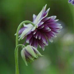 Akeleje <br>'Barlow Christa' <br><i>Aquilegia vulgaris</i><br>