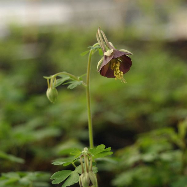 Akeleje <br>'Chocolate Soldier'<br><i>Aquilegia viridiflora</i>
