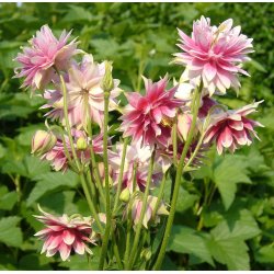 Akeleje <br>'Barlow Nora' <br><i>Aquilegia vulgaris</i>