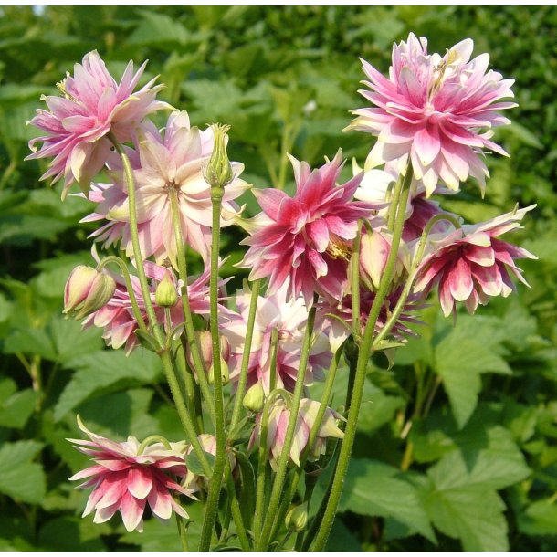 Akeleje <br>'Barlow Nora' <br><i>Aquilegia vulgaris</i>