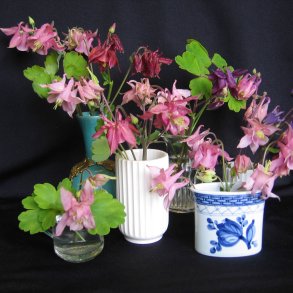 Akeleje <br>'Mix' <br><i>Aquilegia vulgaris </i>