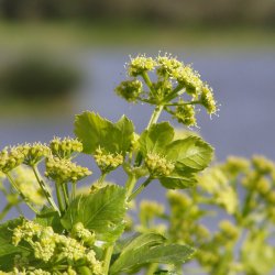 Alexanderurt <br>Makedonsk persille, <br>Sort lvstikke <br><i>Smyrnium olusatrum</i>