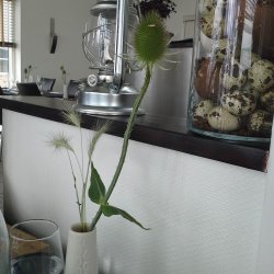 Kartebolle, <br>Grde- <br><i>Dipsacus fullonum</i>