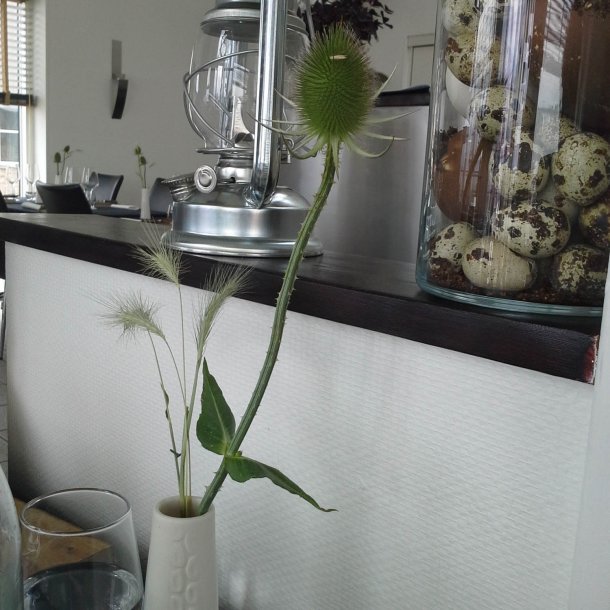 Kartebolle, <br>Grde- <br><i>Dipsacus fullonum</i>