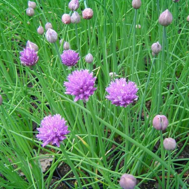 Purlg <br><i>Allium schoenoprasum </i><br><br>