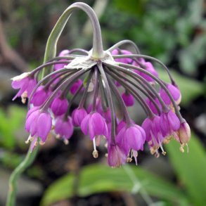 Prydlg, <br>Allegheny- <br><i>Allium cernuum</i>