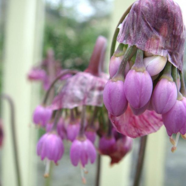 Prydlg, <br>Allegheny- <br><i>Allium cernuum</i>