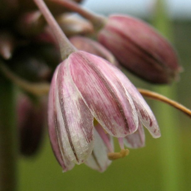 L�g, Vild<br><i>Allium oleraceum</i>  